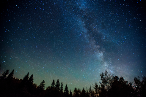 night sky with silhouetted trees